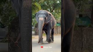 കടയിലോട്ടുള്ള പെണ്ണിന്റെ ഓട്ടം i kaveri elephant malappuram aana shorts kaveri