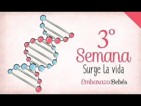 WEEK 3 of #Pregnancy | 1st Month | Week by Week