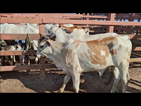 FEIRA DO GADO DE LAGOA DE PEDRAS-RN 08.09.2025