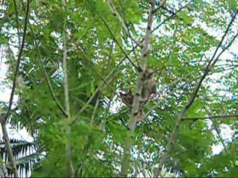 Yayata Payana - Cat & Squirrel version