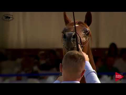 N.34 ERANTIS - Polish Nationals 2018 - Yearling Colts (Class 4)