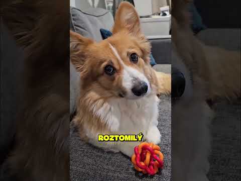 Proč psi naklánějí hlavu? 😳🐶  #shorts