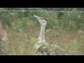 Australian Bustard