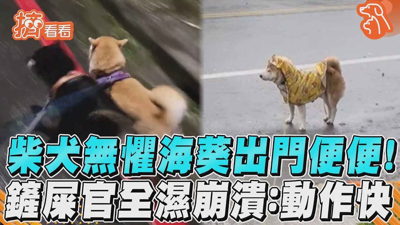 影音／柴犬的堅持！颱風天淋雨出門便便　鏟屎官濕身崩潰了