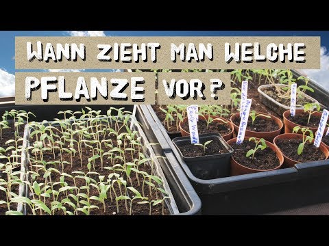 , title : 'Wann welche Pflanze vorziehen? Tipps zur Jungpflanzenvoranzucht'