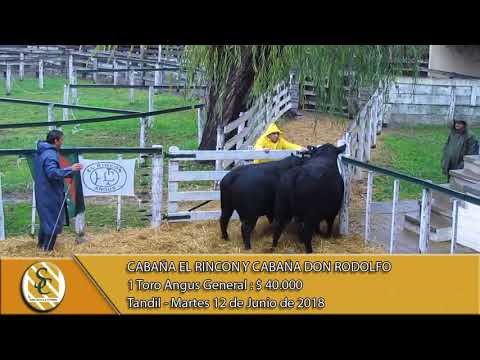 12-06-18 Venta de Toros Angus - Cabaña El Rincón y Don Rodolfo - Tandil.