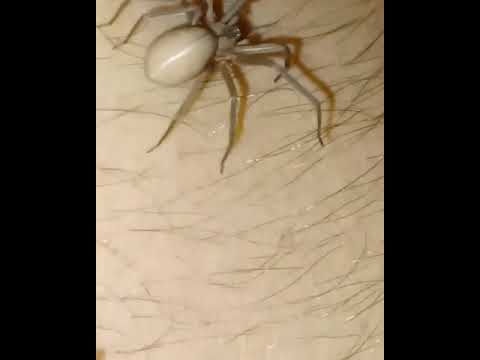 Loxosceles reclusaについて詳しく解説