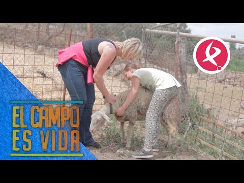 , title : 'Las ovejas lecheras de raza Lacaune de Verónica | El campo es vida'