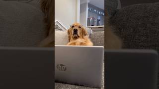 Download lagu DO NOT give your dogs unsupervised YouTube access, things like this will happen… mp3