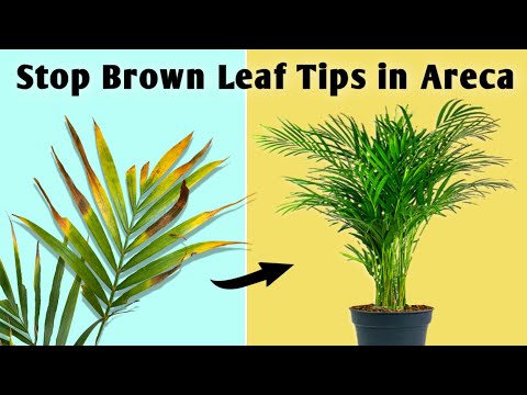 , title : '2 REASONS Your Areca Palm Leaves Turning Brown // Areca Palm Plant Care'