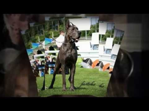 download lagu mp3 mp4 Champion Great Dane Puppies For Sale, download lagu Champion Great Dane Puppies For Sale gratis, unduh video klip Champion Great Dane Puppies For Sale