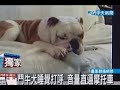 鬥牛犬睡覺打呼 音量直逼摩托車