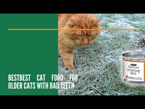 Best Cat Food for Older Cats with Bad Teeth