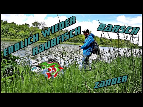 Endlich wieder Raubfisch 🎣Barsche und Zander mit einem freien Rig fangen❓❓