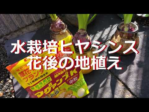 鉢植えのヒヤシンスの手入れ：この崇高な花を室内で植え、水をやり、咲かせる方法は？  庭園