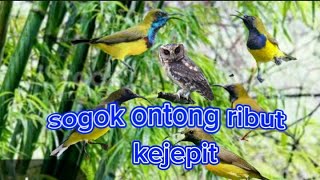 Download lagu the sound of baiting birds in the forest to attract wild birds mp3 Download lagu the sound of baiting birds in the forest to attract wild birds mp3