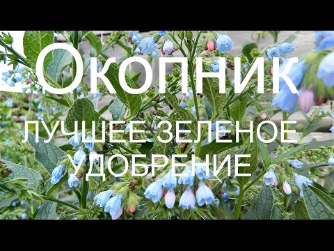 Окопник: виды и сорта, выращивание многолетника