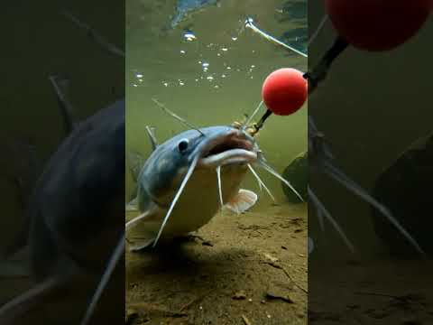 🔥 Crazy Fish Bite Bait 367 2K - You Won't Believe This! ✨