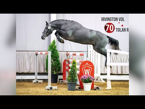 Westf. Hauptkörung Reitpferdehengste 2020: 70 Irvington VDL - Tolan R - Burggraaf