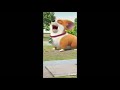 Apni Toh Jaise Taise Music Tiktok Viral Video 2020 Funny Tikotk Viral Music Latest Whatsapp Status