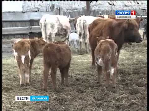 Вести «Калмыкия»: дневной выпуск 02.02.2016