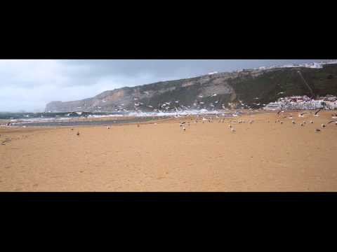 GAIVOTAS EM TERRA - Nazaré - 21 de Janeiro de 2015