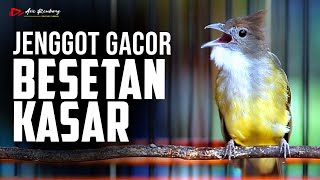 Download lagu CUCAK JENGGOT GACOR SUPER MBESET KASAR mp3