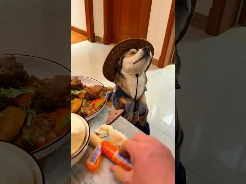 Хозяин попытался обмануть своего слепого пса разной едой.#shorts