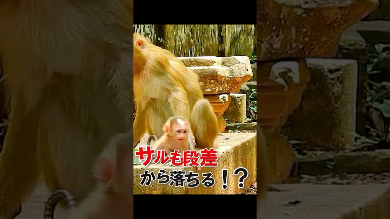 猿の親子愛(〃▽〃)子供にとっては崖。親にとってはタダノ段差。#猿 #animals #かわいい動物