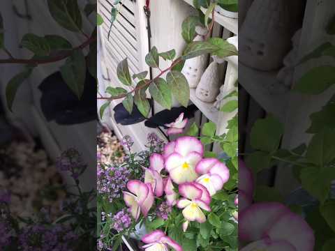 ピンクの花を咲かせる低木: ロマンチックな庭園を作るユニークな 5 種  庭園