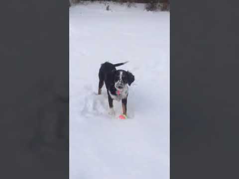 LAYLA  AB#17-176, an adopted English Setter Mix in Corydon, IN_image-1