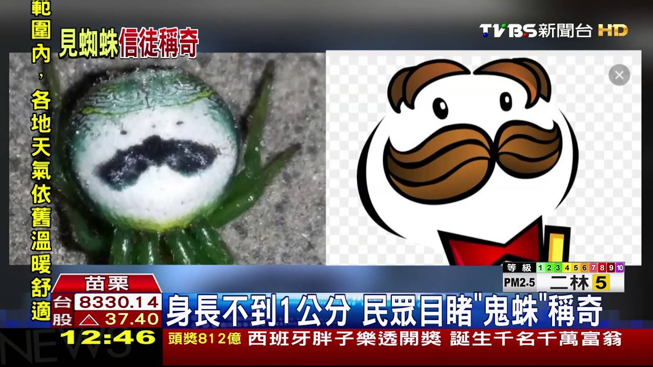 蜘蛛背上有翹鬍子人臉　民眾發現嚇一跳
