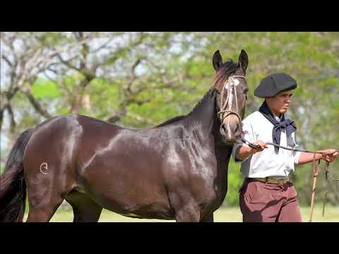 Lote 13 - Basca Ladainha