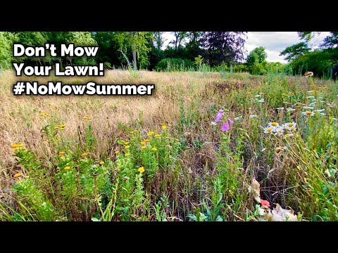 Why NOT To Mow Your Lawn - No Mow Summer