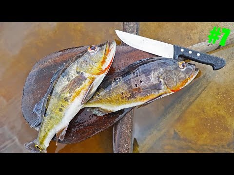 Rainforest Catch n Cook -- Tropical Peacock Bass