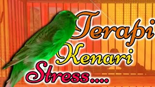 Download lagu CUITAN KENARI PANCINGAN KENARI STRES MACET BUNYI, terapi kenari stres macet bunyi mp3