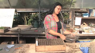 Introduction to sowing seeds in a flat