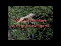 Really Wild Animals Totally Tropical Rainforest Custom Trailer
