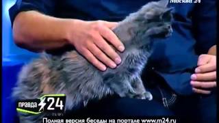 Гиперответственность мешает Антипенко завести кошку