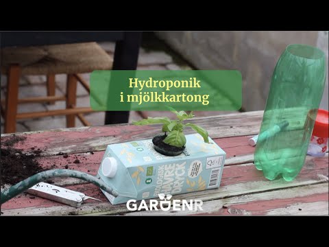 Hydroponik i mjölkkartong - Trädgårdshacks med GardenR