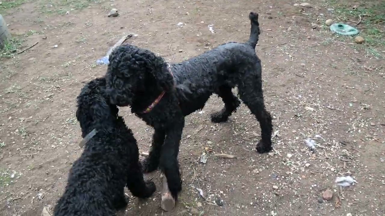 Enlarge Donna Lucha, a Adoptable Labradoodle in Boulder, CO video 6/6
