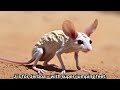 Alphabet Animal Parade ABC Animal Song For Kids Learn A Z With Fun Animal Facts