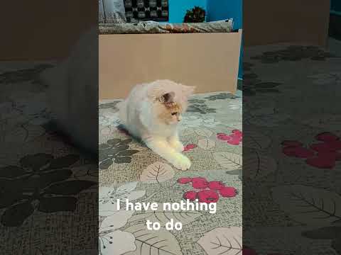 mylo is saying that i have nothing to do 😼❤️ #mycat #cat #kitten #catlover #pets #ifrah #trending