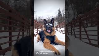 Let’s Go ❤️ #puppies #germanshepherd #gsd #cuteanimals #k9 #funnyshorts #jjx #goodvibes