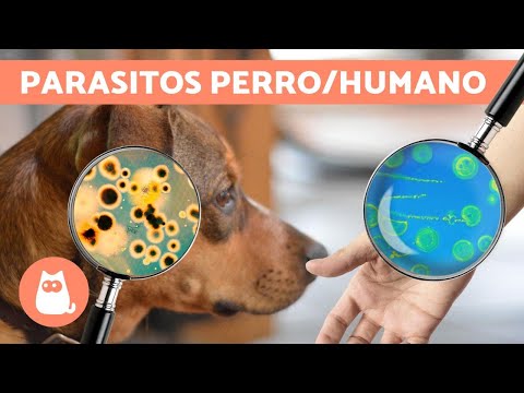 parásito intestinal en perros symtoms