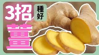 願他的薑來一切安好 | 種好薑的3個重點 | How to grow Ginger|《葛斯怎麼種》51
