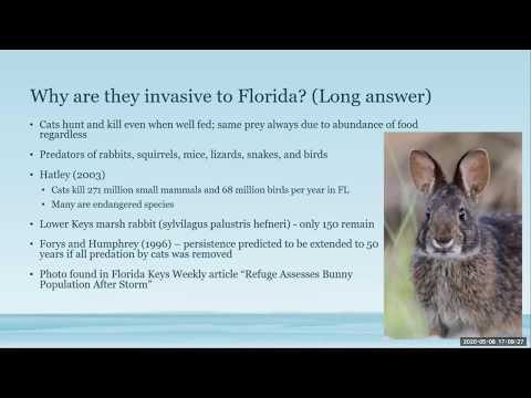Conservation Conversations: Friday, May 8,  2020. Topic: Invasive Species Focus: Feral Cats
