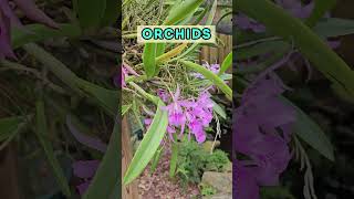 ☺️ Light purple Orchids: A Perfect Harmony of Hues! #BestGardenDreams #flowers  #orchids