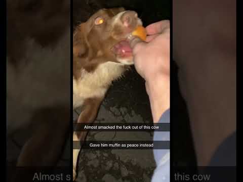 Cow, then dog, the muffin. #shorts #funnyclips