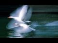 Ryan Farish - Pacific Wind